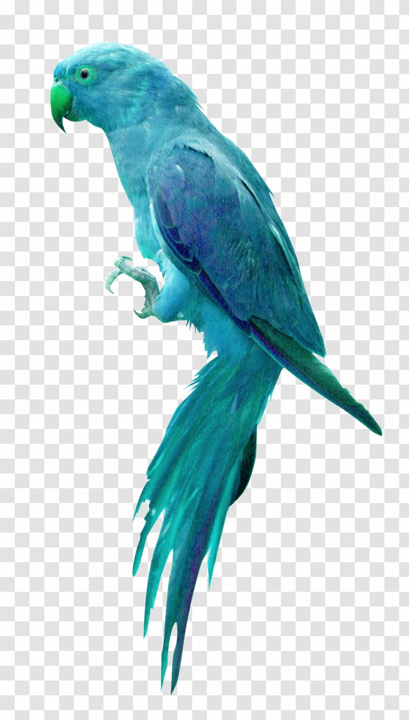 Parrot Bird Clip Art - Information - Blue Transparent PNG