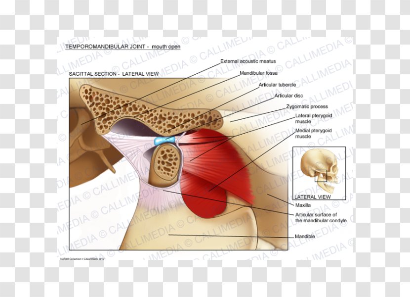 Temporomandibular Joint Dysfunction Anatomy Mandible - Silhouette - Skull Transparent PNG