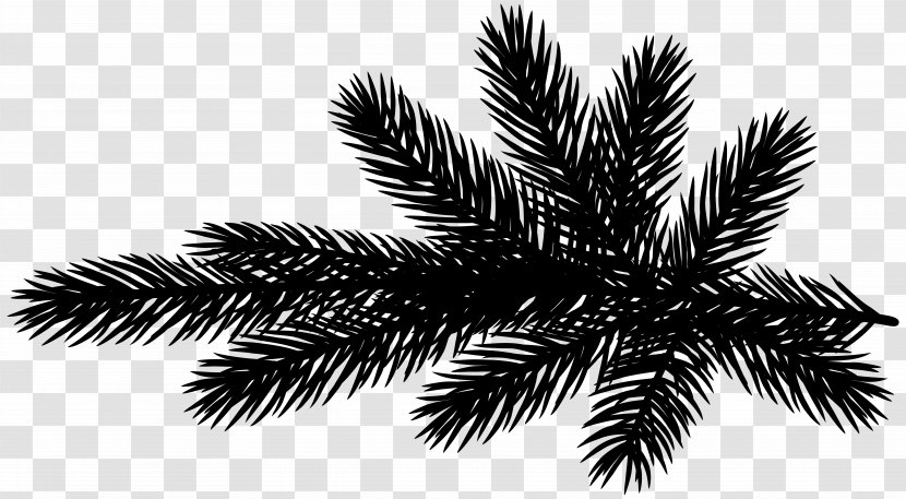 Palm Trees Pine Family - Elaeis - Attalea Speciosa Transparent PNG