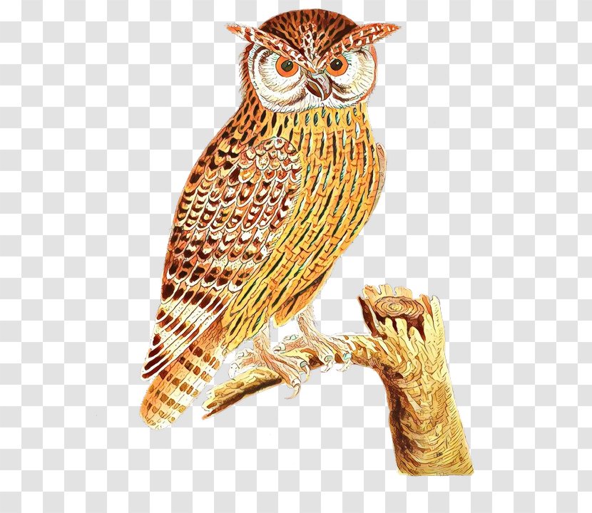 Bird - Falconiformes Screech Owl Transparent PNG