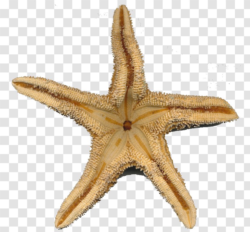 Starfish Marine Invertebrates Play Transparent PNG
