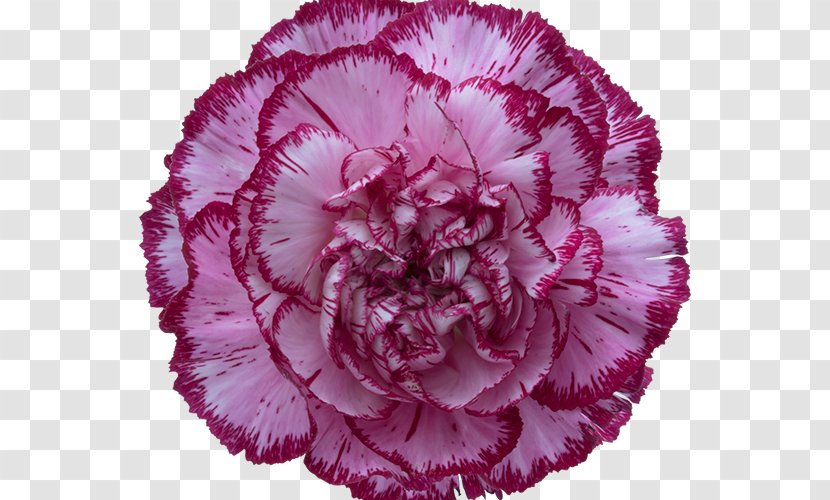 Carnation Rose Cut Flowers Birth Flower Glass Transparent PNG