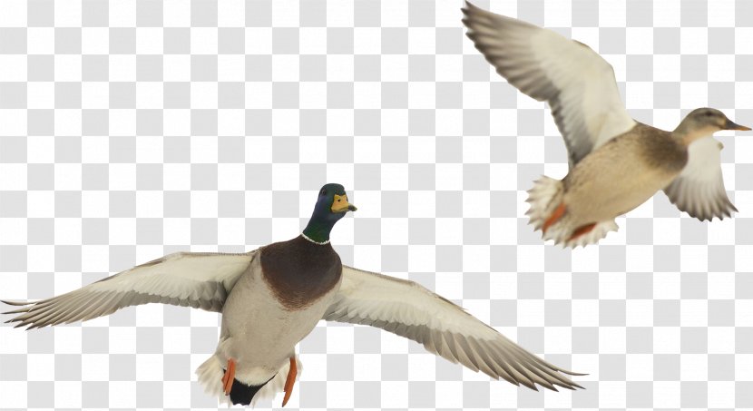 Duck American Pekin Bird Goose Mallard - Anatidae Transparent PNG