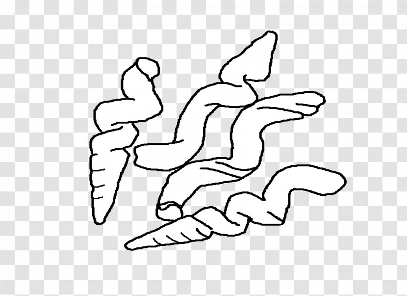 Seashell Line Art Worm Drawing Clip - Cartoon - Conch Transparent PNG