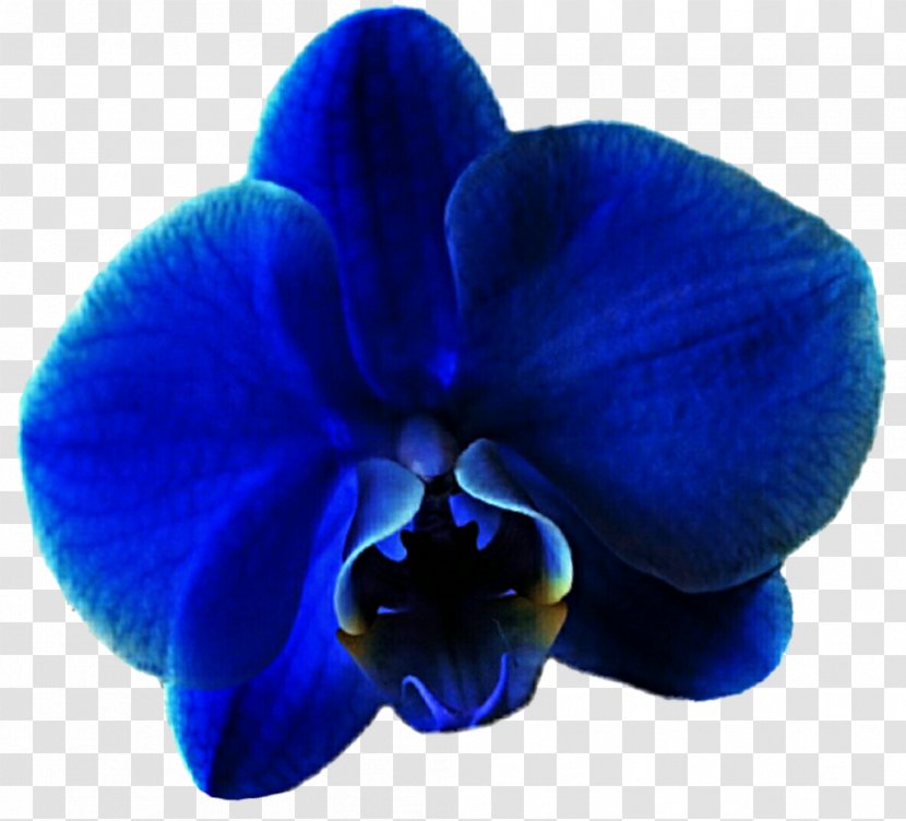 Blue Moth Orchids Violet Flower - Plant - Flowers Transparent PNG