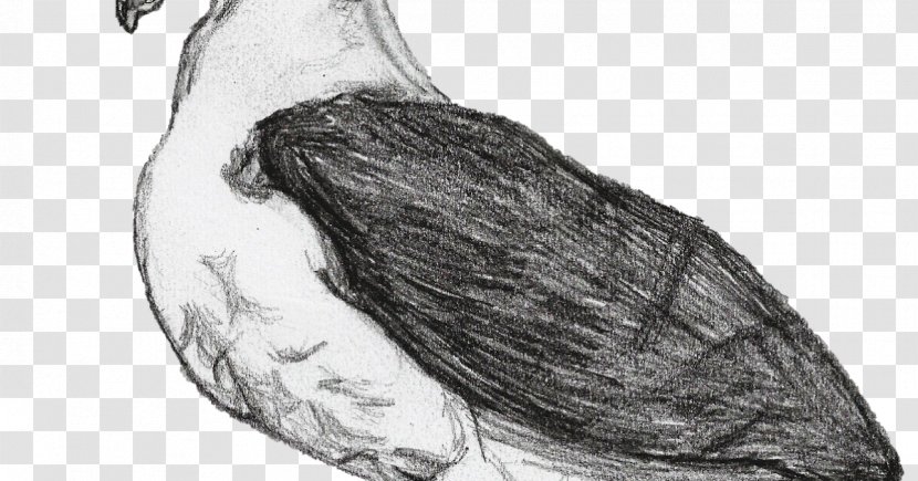 Homo Sapiens Jaw Figure Drawing Sketch - Cartoon - Blackbrowed Albatross Transparent PNG