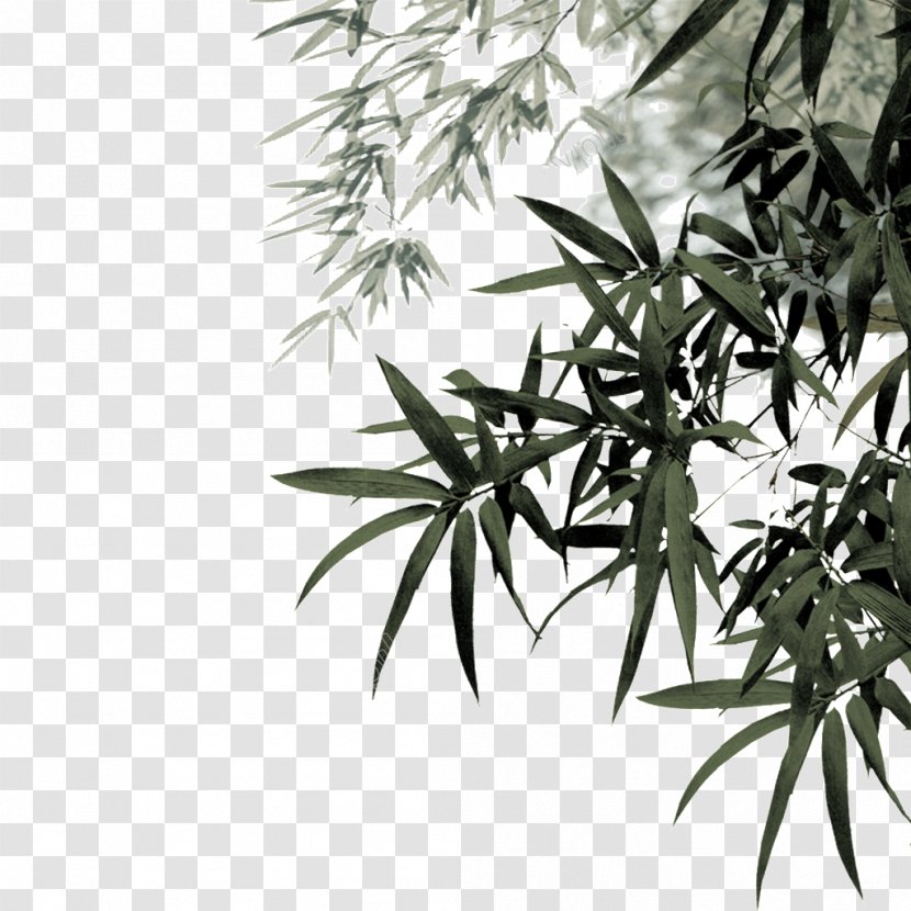 Bamboo Clip Art Vector Graphics Image - Woody Plant Transparent PNG