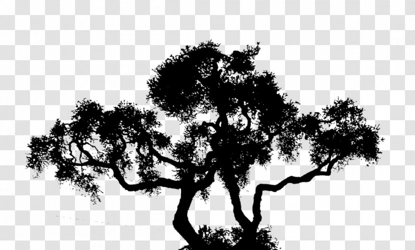 Silhouette Sky Branching - Oak Transparent PNG