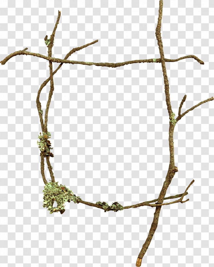 Branch Twig - Picture Frames - Tree Transparent PNG
