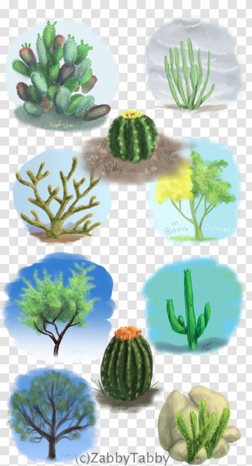 Citroën Cactus M Flowerpot - Plant - Biological Scene Transparent PNG