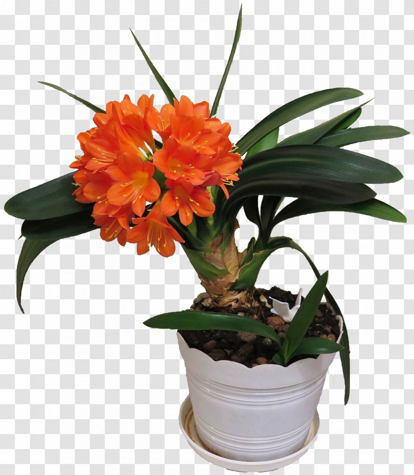Clivia Cut Flowers Ornamental Plant Houseplant - Flower Transparent PNG