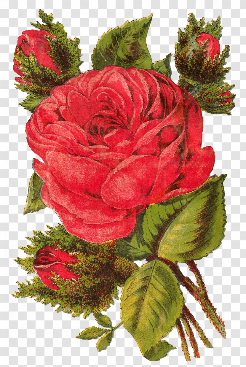 Cut Flowers Garden Roses Centifolia Floral Design - Floristry - Vintage Flower Transparent PNG