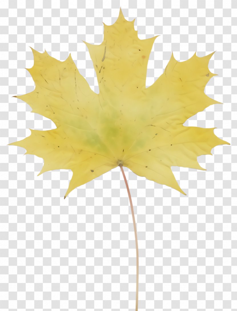 Maple Leaf - Plant - Flowering Planetree Family Transparent PNG