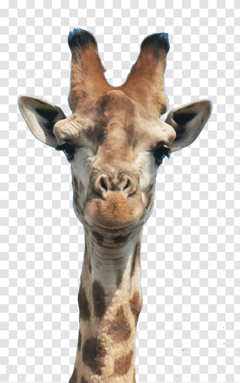 Giraffe Manor Drawing Neck Head - Snout Transparent PNG