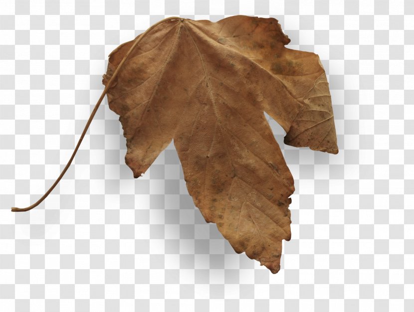 Autumn Leaves Leaf - Falling Transparent PNG