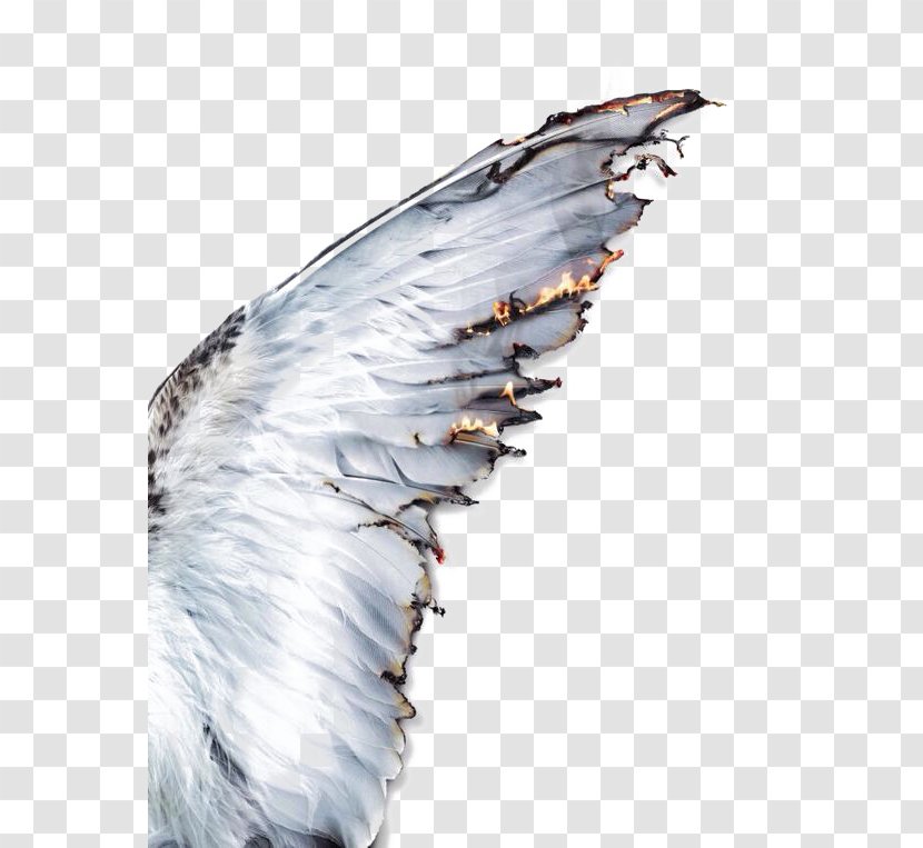 Daedalus Icarus Wing Greek Mythology Feather - White Feathers Transparent PNG