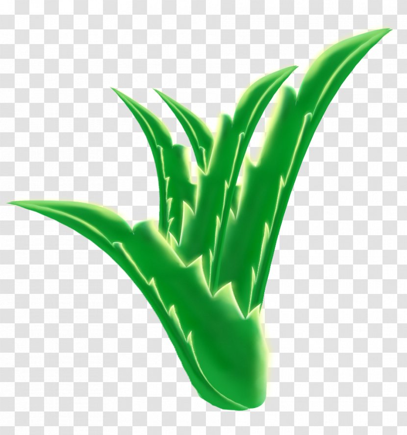 Aloe Vera No - Grass Transparent PNG