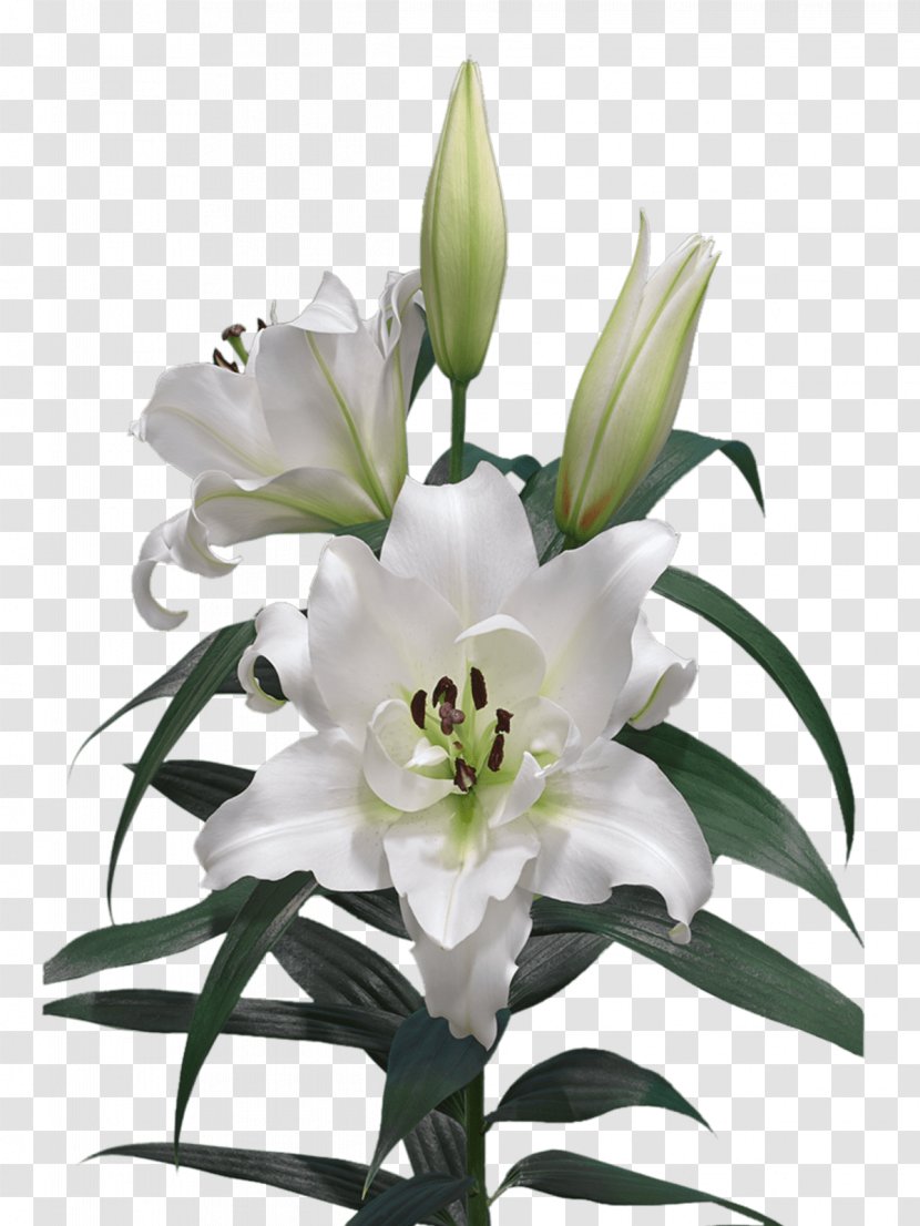 Lilium Cut Flowers Oriental Hybrids Liliaceae - Flower Bouquet - Lily Transparent PNG