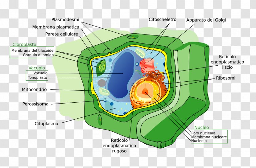 Plant Cell Wall Membrane - Vacuole Transparent PNG