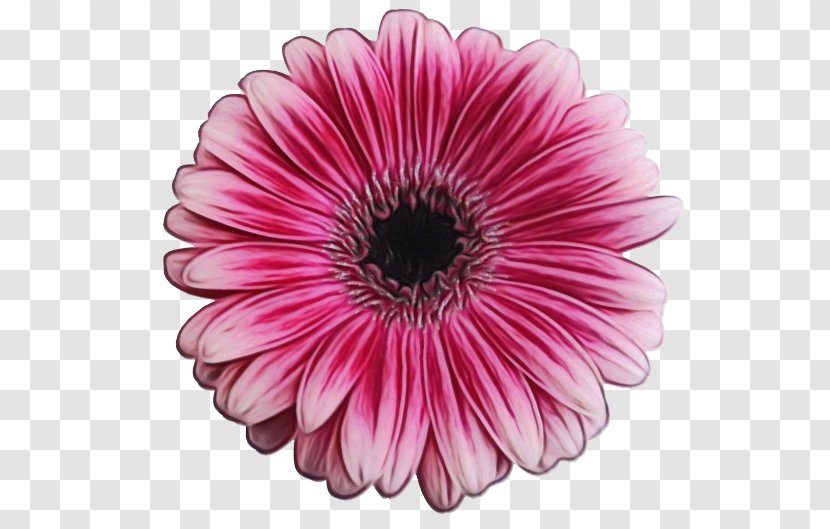 Barberton Daisy Gerbera Flower Petal Pink - Watercolor - Family Cut Flowers Transparent PNG