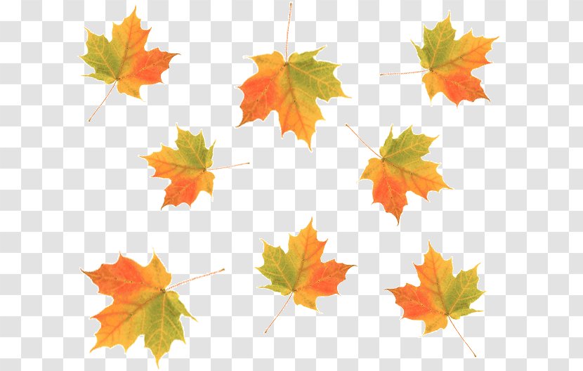 Autumn HTML Desktop Wallpaper Leaf - Maple - Leaves Transparent PNG