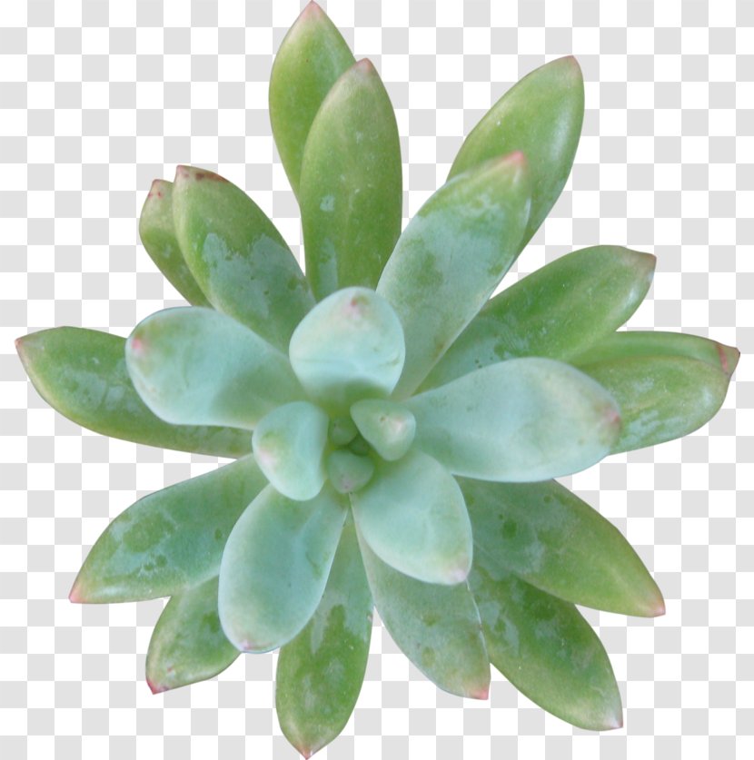 Free Succulent - Flowerpot - Stonecrop Family Transparent PNG