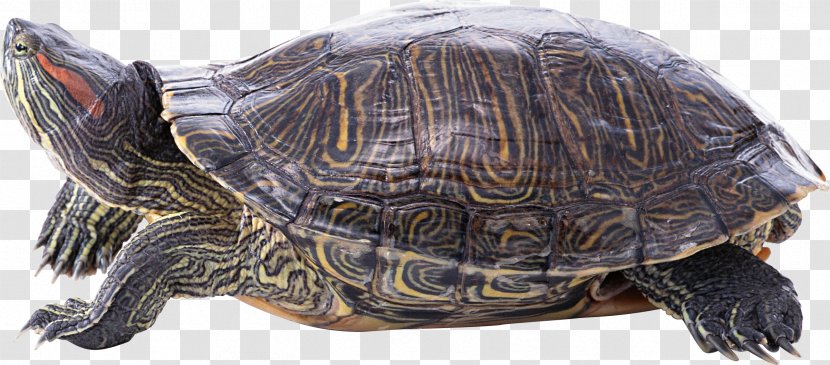 Turtle Reptile Image Desktop Wallpaper - Redeared Slider Transparent PNG