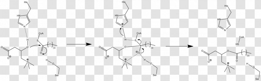 Carnitine Palmitoyltransferase II Carnitine-acylcarnitine Translocase Acyltransferase - Cartoon - Silhouette Transparent PNG