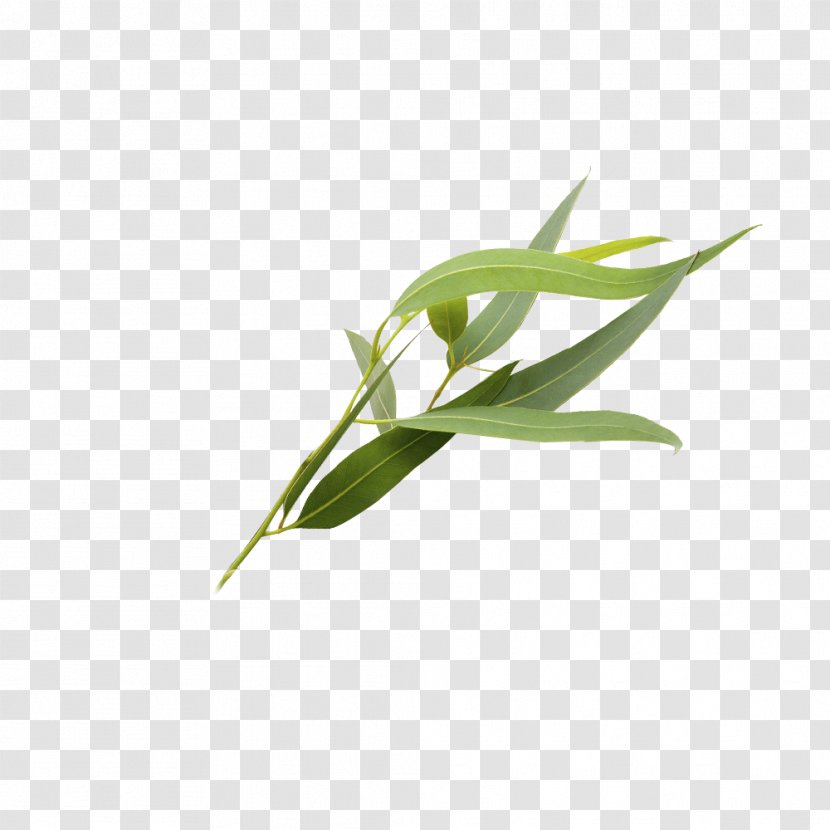 Eucalyptus Polyanthemos Leaf Essential Oil - Leaves Transparent PNG
