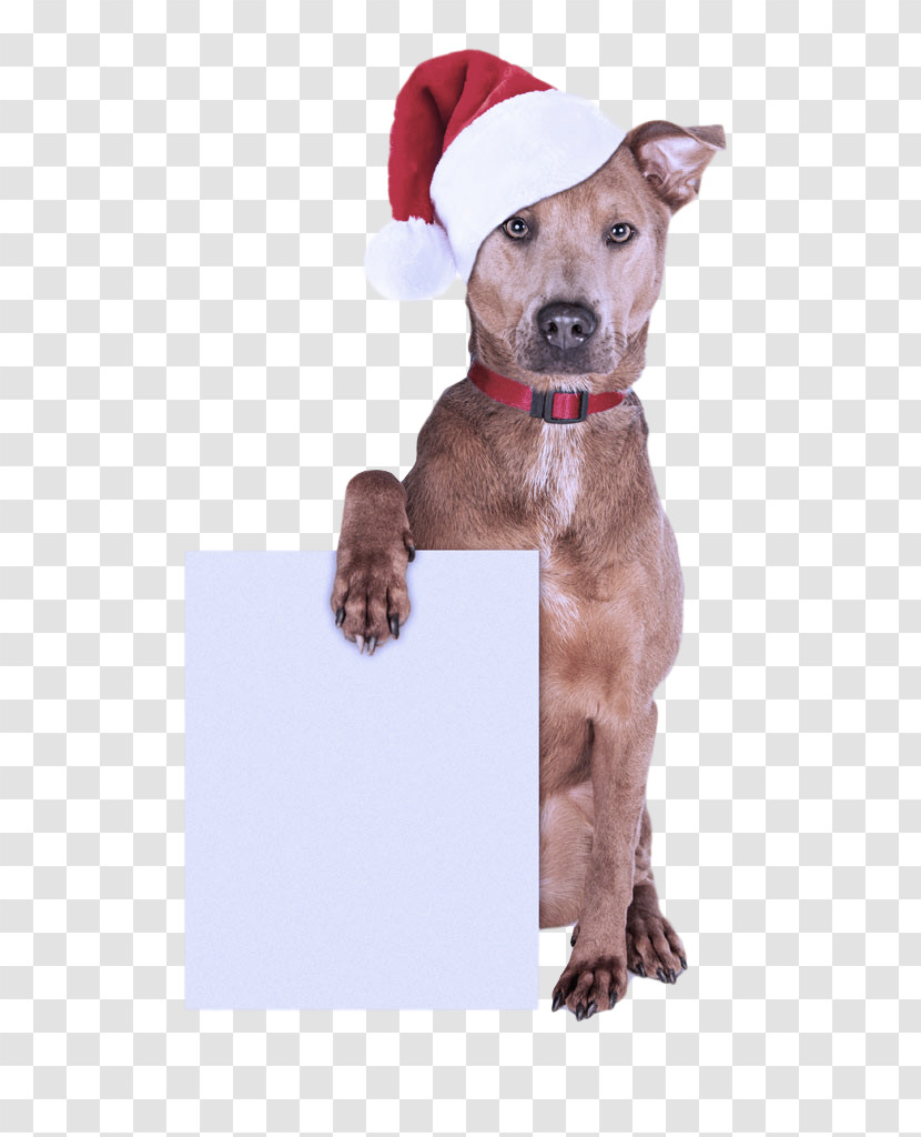 Dog Santa Hat Christmas Transparent PNG