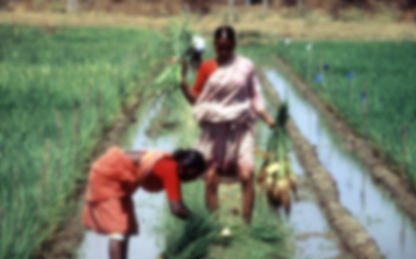 India Agriculture Sustainable Development Green Revolution Rural Area - Crop Transparent PNG