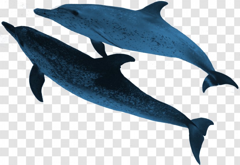 Spinner Dolphin Striped Common Bottlenose Porpoise Rough-toothed - Organism - Sea Animals Transparent PNG