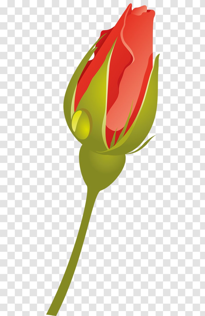 Tulip Rose Family Clip Art Plant Stem - Plants Transparent PNG
