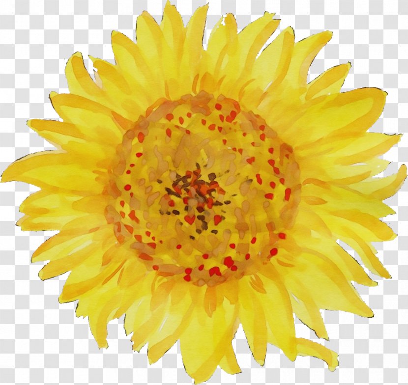 Sunflower - Yellow - Flowering Plant Transparent PNG