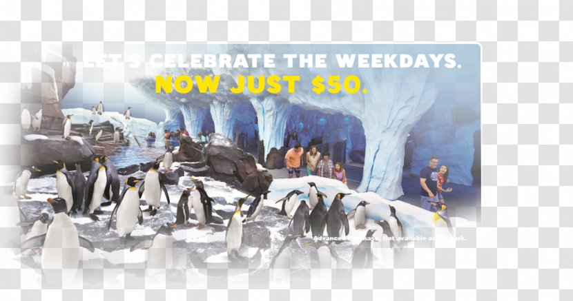 Antarctica: Empire Of The Penguin SeaWorld Orlando Car - Seaworld Transparent PNG