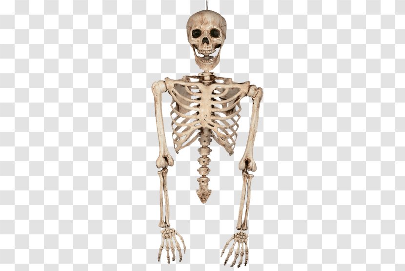 Human Skeleton Bone Arm Body Transparent PNG