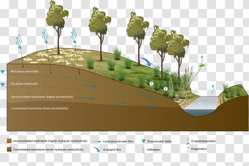 Palustrine Wetland Hydric Soil Groundwater - Groundwaterdependent Ecosystems - Line Flow Transparent PNG