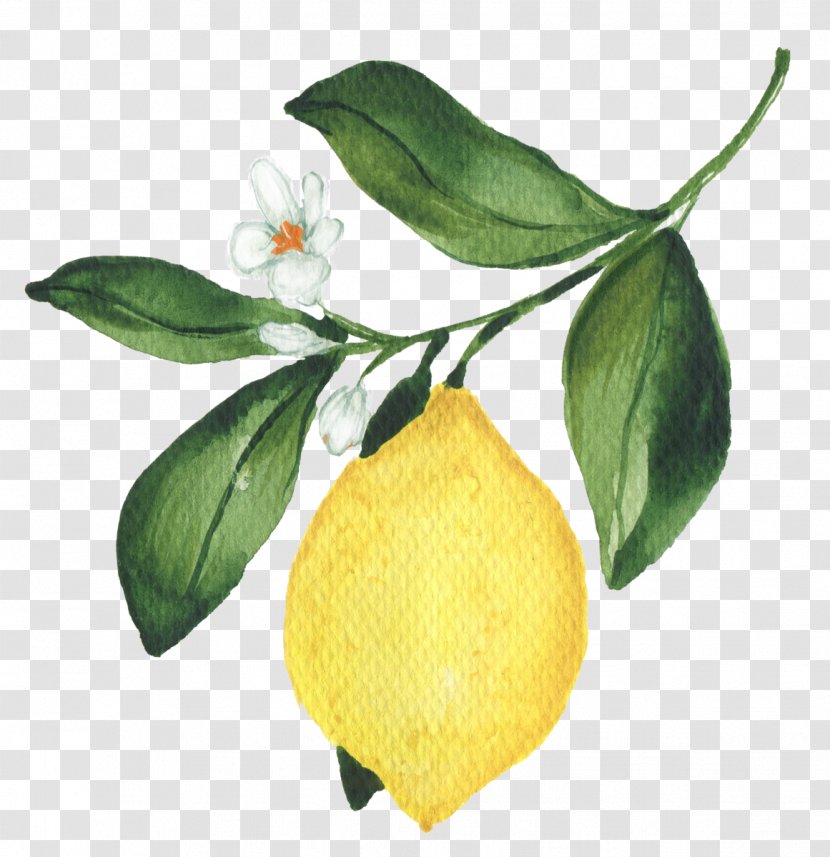 Lemon Tree - Fruit Citrus Transparent PNG