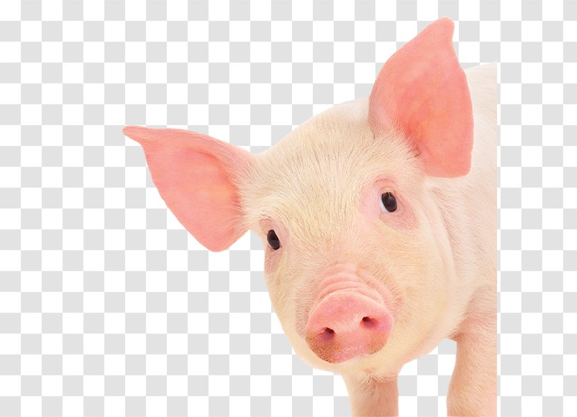 Miniature Pig Piglet Pig's Ear - Pet Transparent PNG