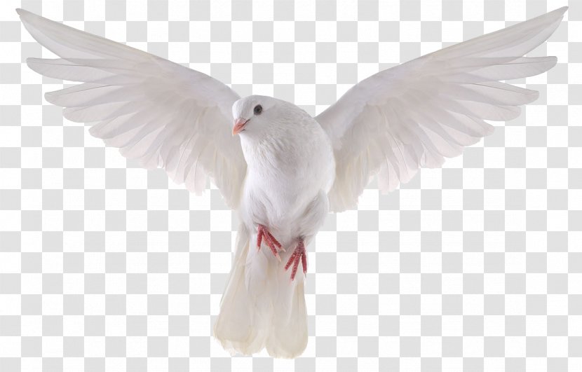 Columbidae Domestic Pigeon Bird Stock Photography Royalty-free - Dove Picture Transparent PNG