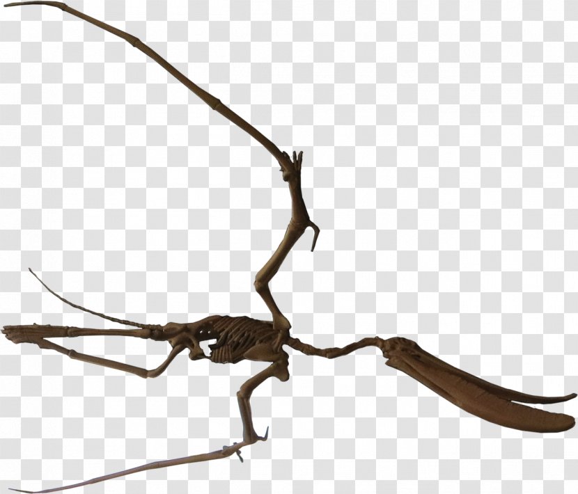 Pterodaustro Lagarcito Formation Pterosaurs Early Cretaceous Dinosaur - Insect Transparent PNG
