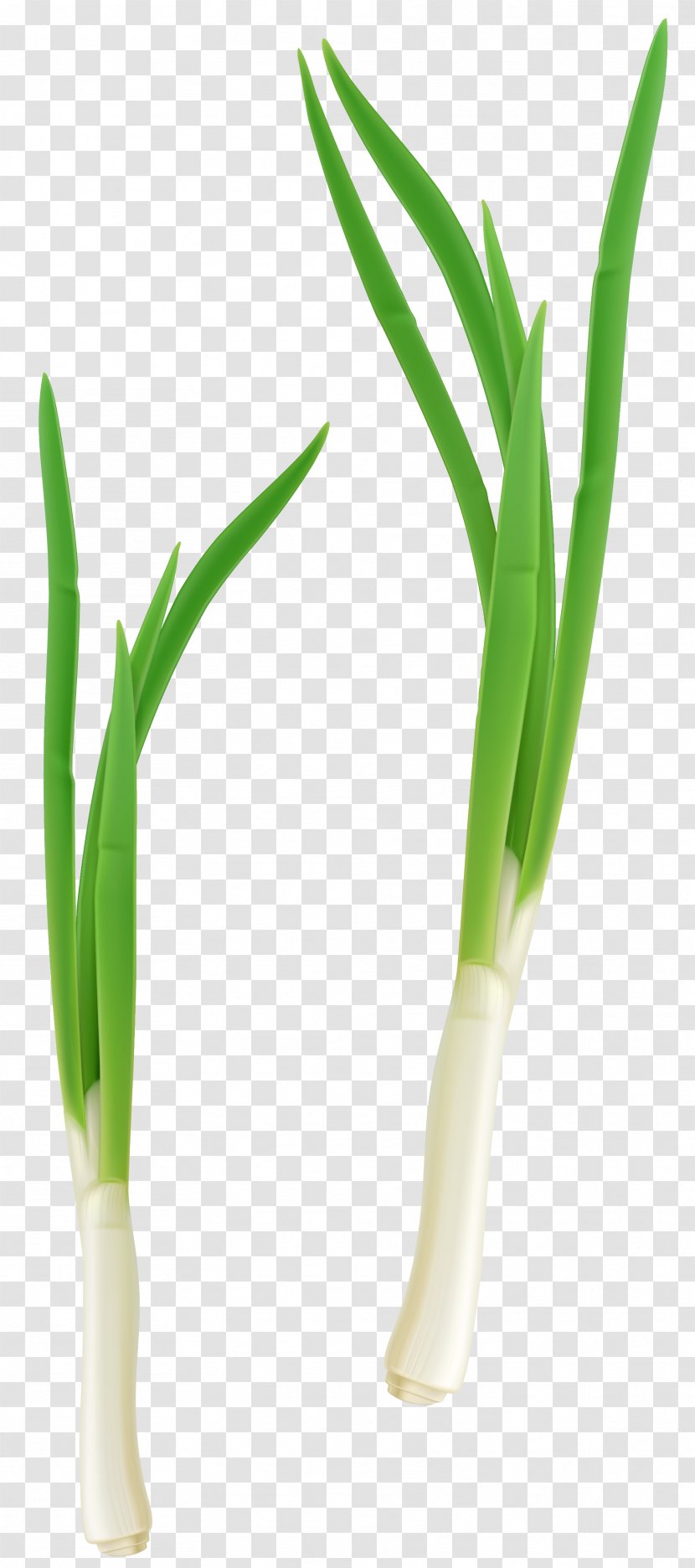 Grasses Flowerpot Allium Fistulosum - Welsh Onion - Green Fresh Clipart Transparent PNG