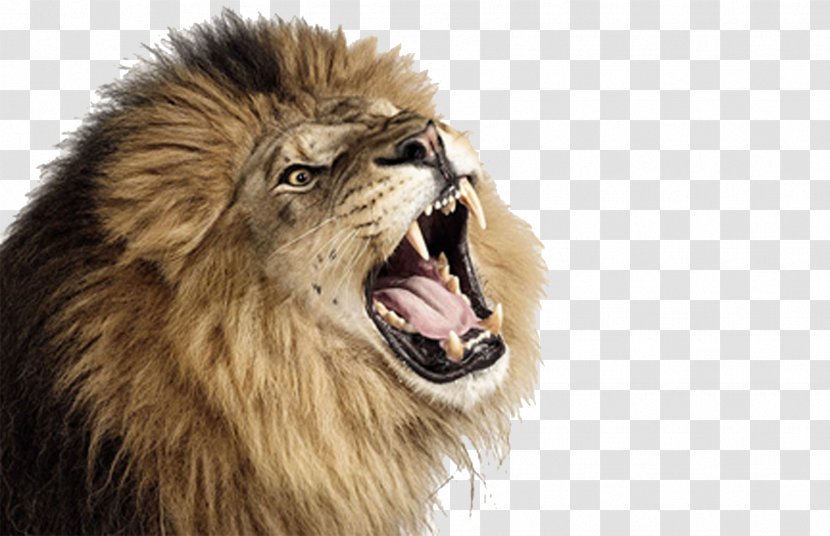 Lion Roar - Panthera Transparent PNG