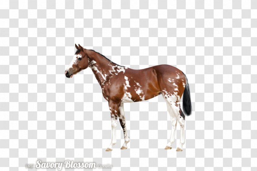 Stallion Mustang Foal Mare Colt - Pony Transparent PNG