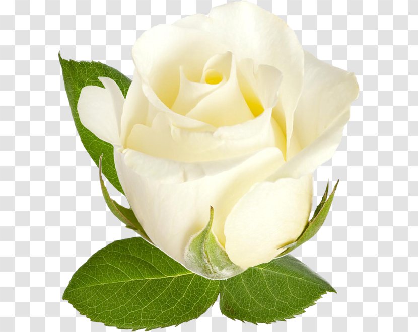 Garden Roses Beach Rose Centifolia Flower - Leaf - White Transparent PNG