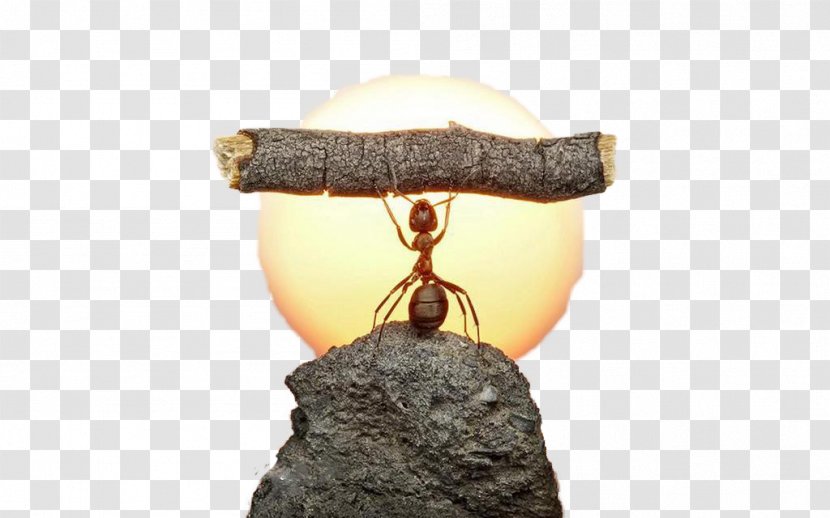 Ant Photography Photographer - Life - Ants Under The Sun Transparent PNG