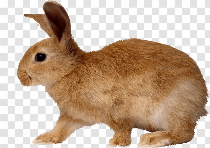 European Rabbit Cottontail - Angel Bunny - Image Transparent PNG