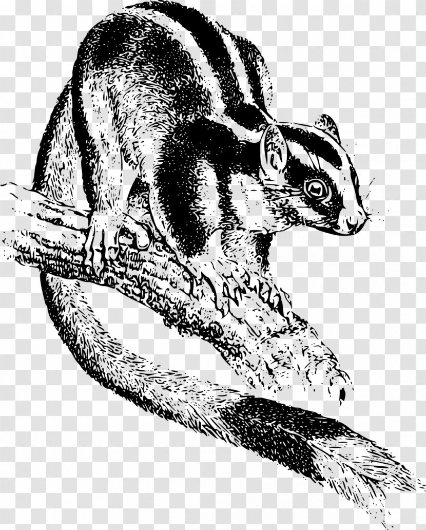 Chipmunk Marsupial Vertebrate Opossum Phalangeriformes - Wildlife - Koala Transparent PNG