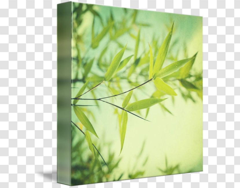Canvas Print Watercolor Painting Art - Grass Family - Bamboo Kind Transparent PNG