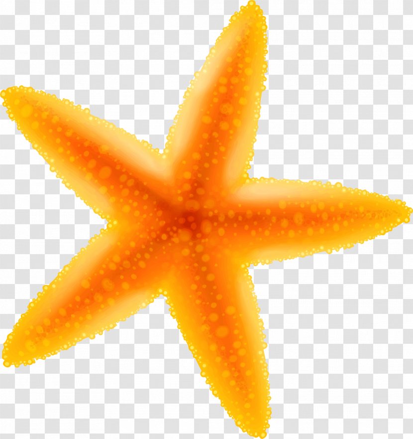 Starfish Cartoon Benthic Zone - Echinoderm - Yellow Transparent PNG